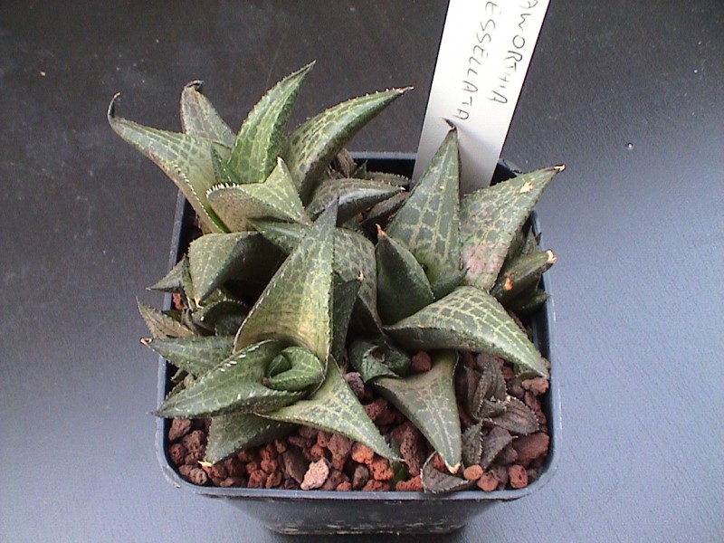 Haworthia tessellata 