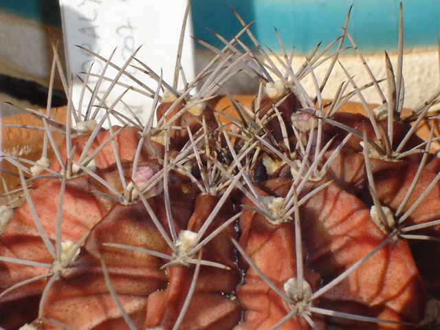 Gymnocalycium mihanovichii 