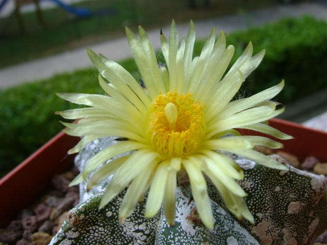 Astrophytum myriostigma cv. hakuun 