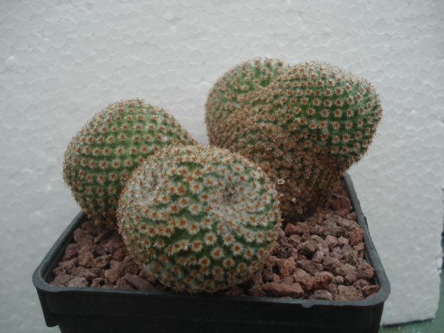 Mammillaria crucigera 