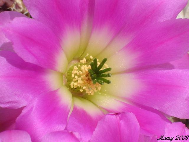 Echinocereus pentalophus 