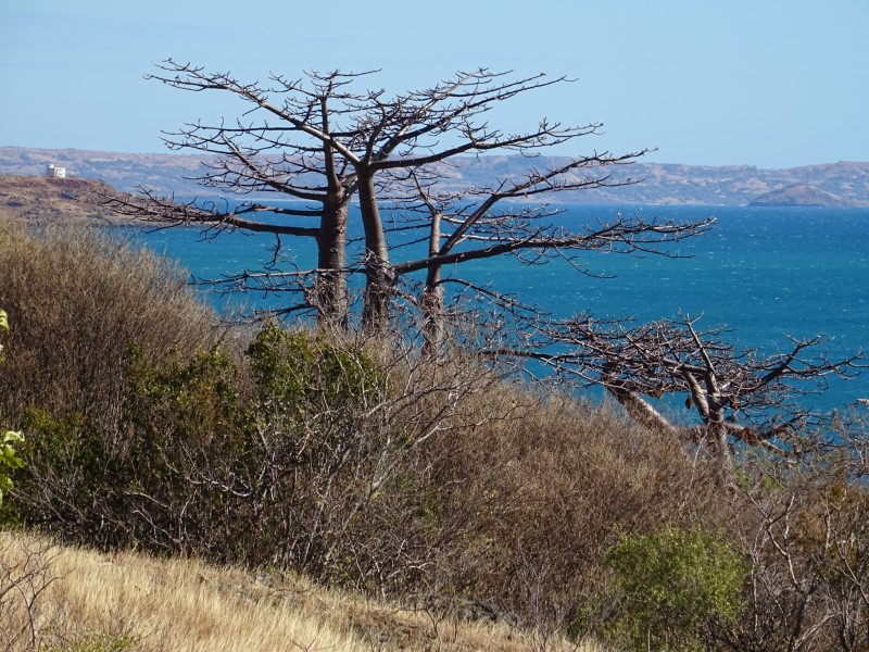 adansonia suarezensis