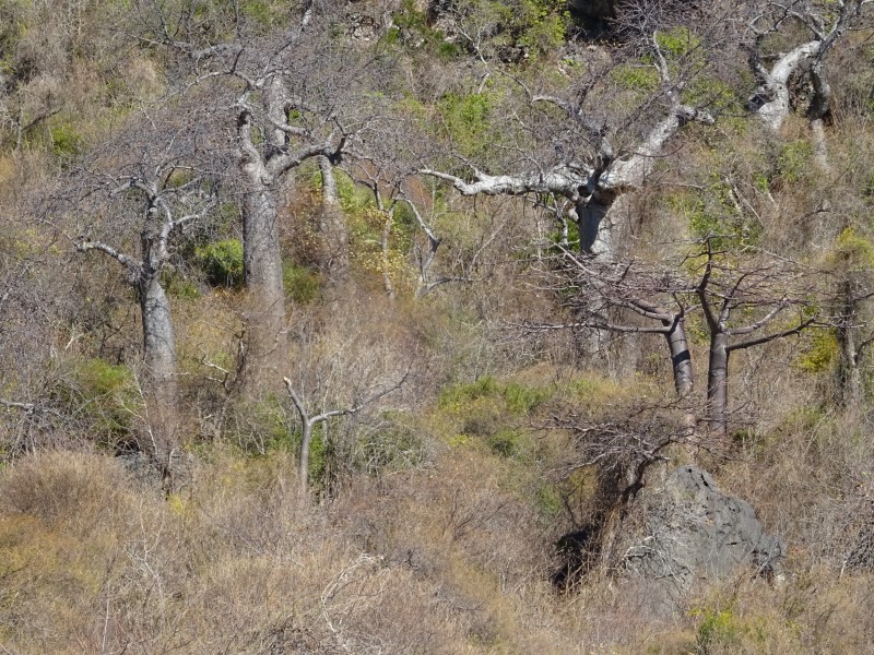 Adansonia suarezensis 
