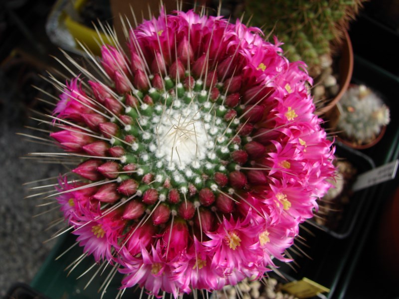 Mammillaria polythele cv. un pico 