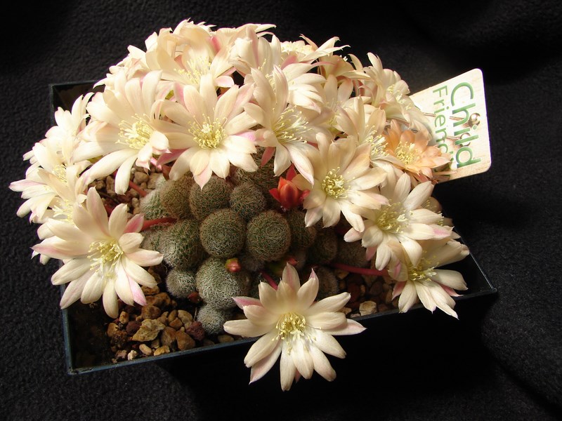 Rebutia cv. sunrise 