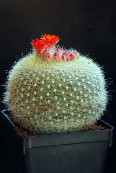 Parodia haselbergii 