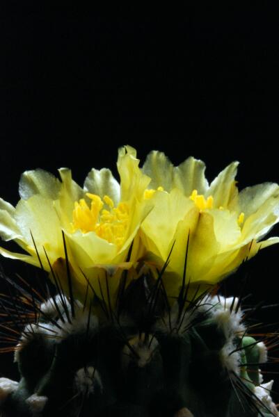 Copiapoa esmeraldana 