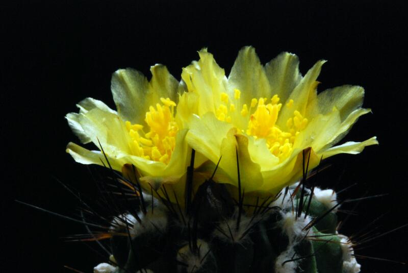 Copiapoa esmeraldana 