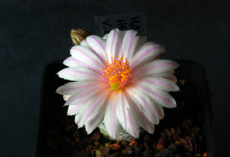 Mammillaria herrerae v. albiflora 