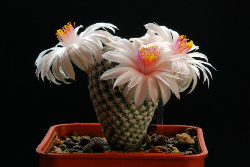 Mammillaria herrerae v. albiflora 