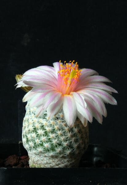 Mammillaria herrerae v. albiflora 