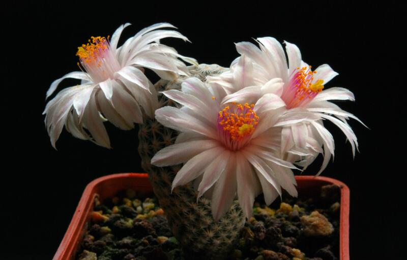 Mammillaria herrerae v. albiflora 