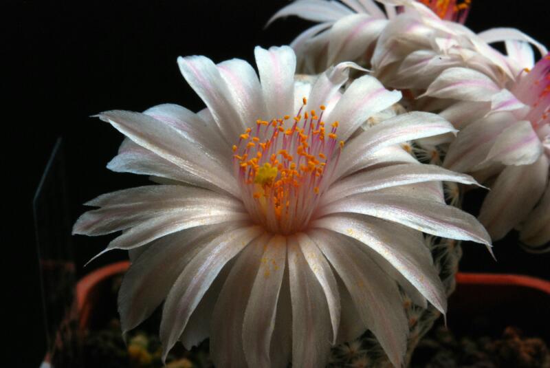 Mammillaria herrerae v. albiflora 