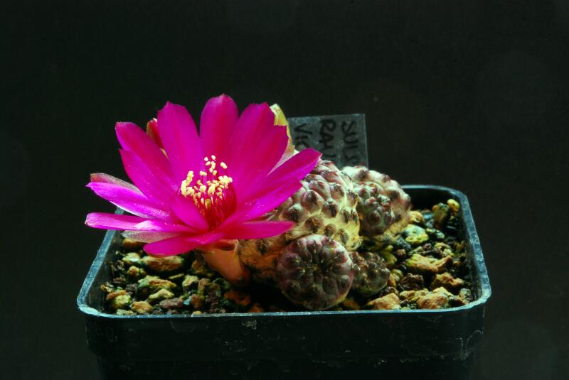 Sulcorebutia rauschii v. violacidermis wr289