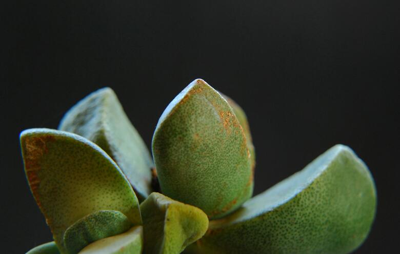 Pleiospilos bolusii 