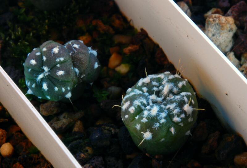 Astrophytum asterias cv. kituko f. nudum 