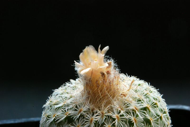 Epithelantha pachyrhiza 