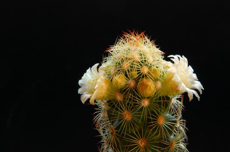 Mammillaria elongata 