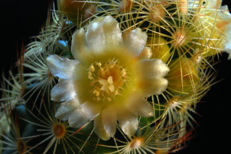 Mammillaria elongata 