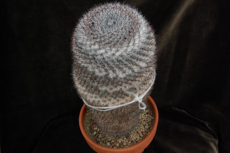 Mammillaria dyckiana 