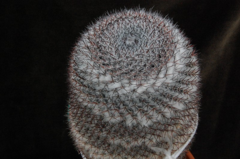 Mammillaria dyckiana 