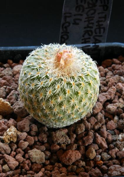 Epithelantha pachyrhiza 