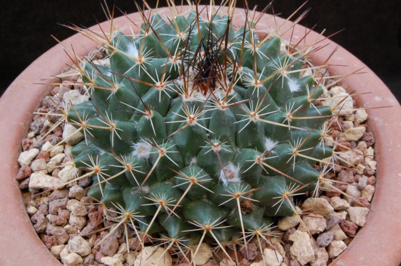 Mammillaria melanocentra ssp. linaresensis 