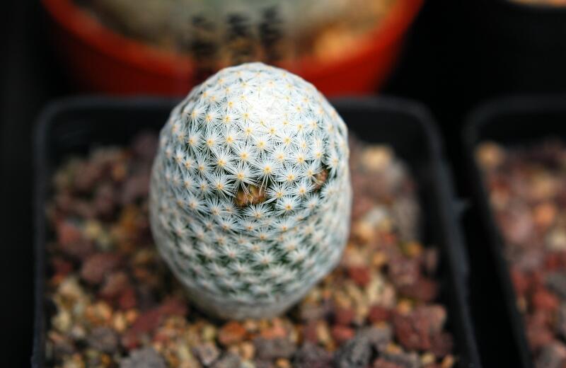 Mammillaria herrerae v. albiflora 