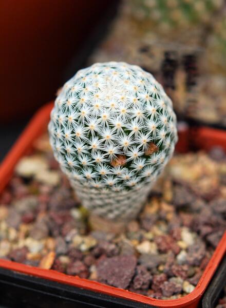 Mammillaria herrerae v. albiflora 