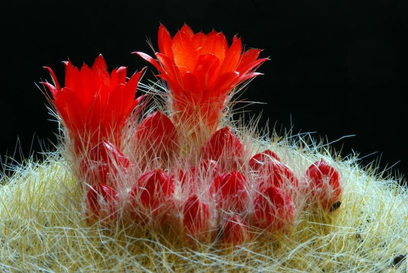 Parodia haselbergii 