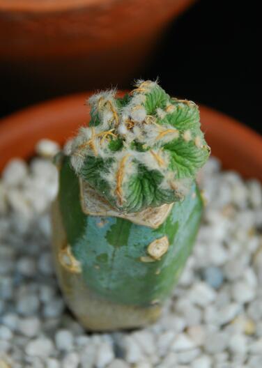 Aztekium ritteri 