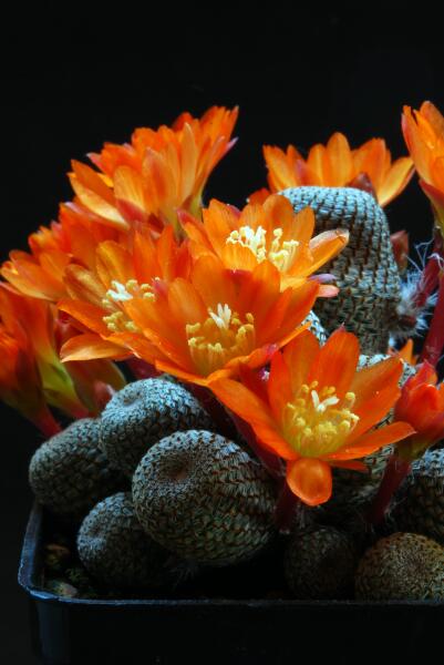 Rebutia heliosa 