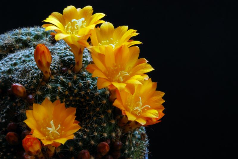 Rebutia marsoneri 