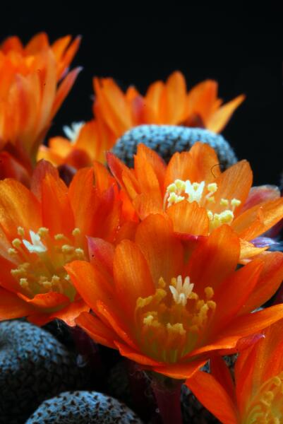 Rebutia heliosa 