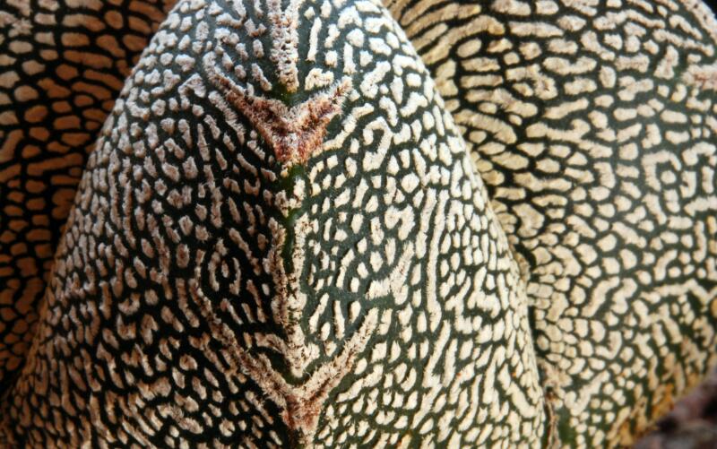 Astrophytum myriostigma cv. onzuka v type 