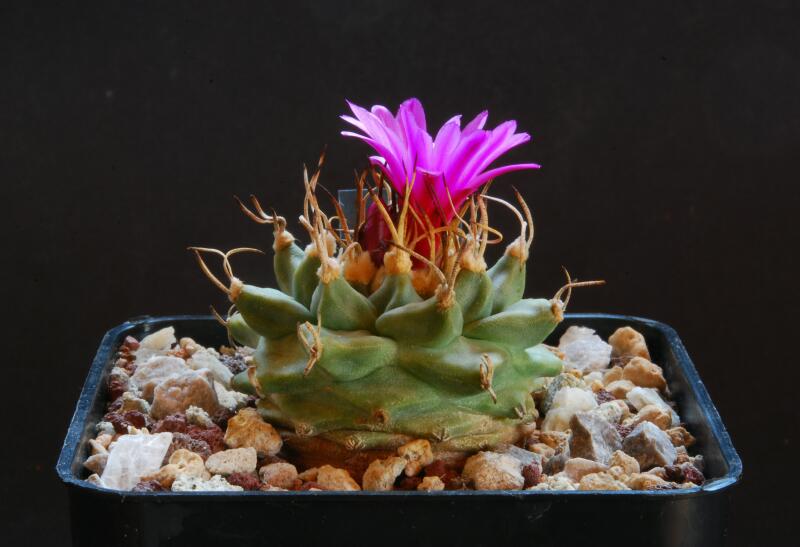 Turbinicarpus alonsoi 