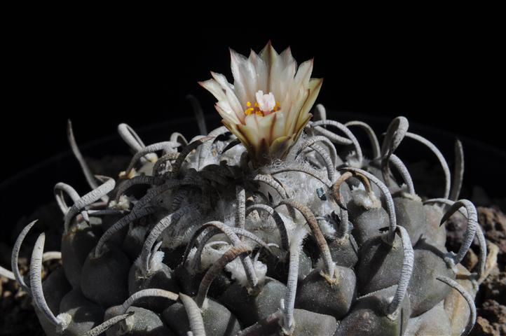 Turbinicarpus schmiedickeanus ssp. klinkerianus cv. lilinkeuiduus 