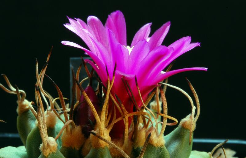 Turbinicarpus alonsoi 