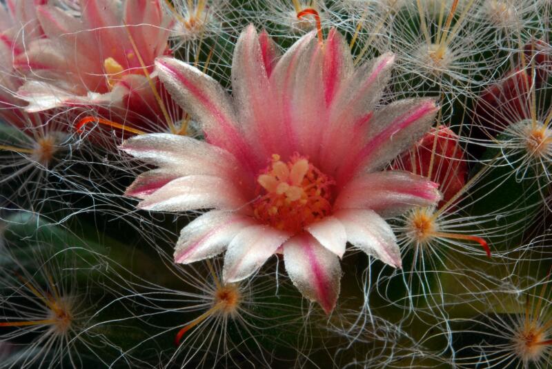 Mammillaria bocasana 