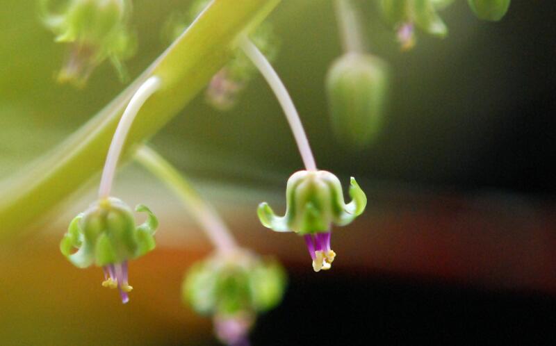 Scilla violacea 