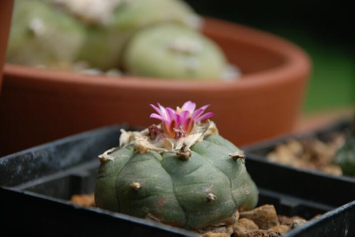 Lophophora fricii 