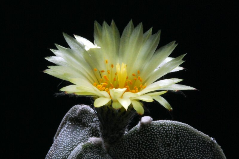 Astrophytum myriostigma f. tricostatum 