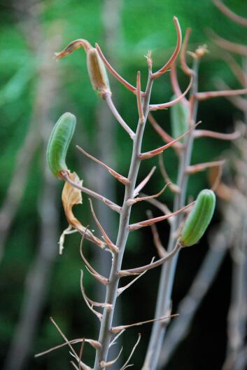 Aloe aristata 