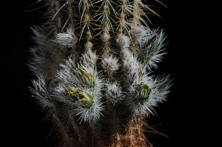 Echinocereus viridiflorus 