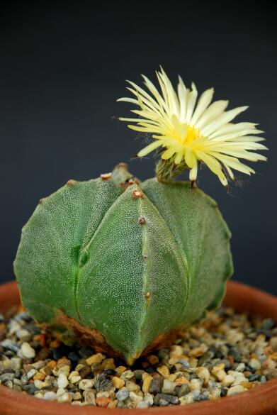 Astrophytum myriostigma v. quadricostatum 