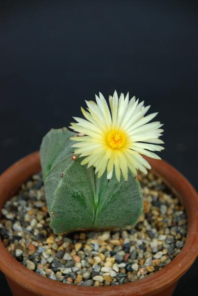 Astrophytum myriostigma v. quadricostatum 