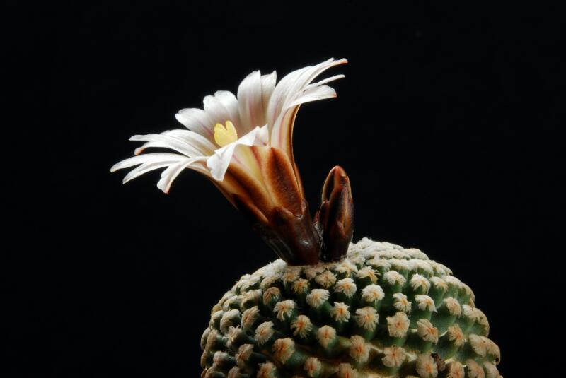 Turbinicarpus valdezianus v. albiflorus 