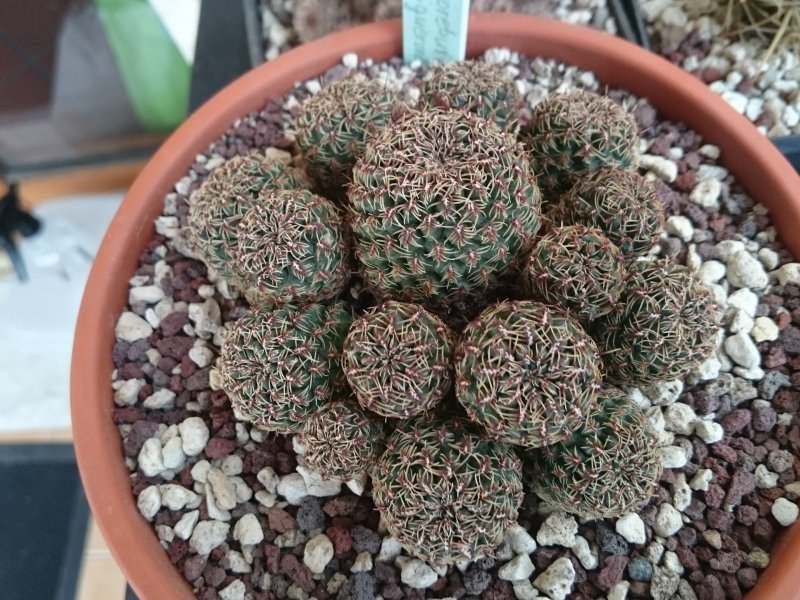 Sulcorebutia canigueralii WK217