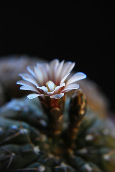 Gymnocalycium asterium 