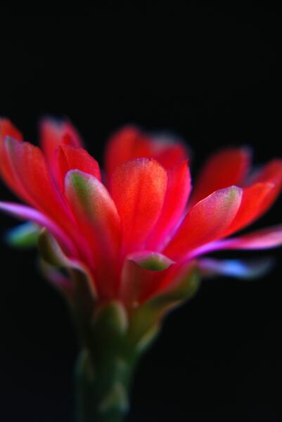 Gymnocalycium baldianum 